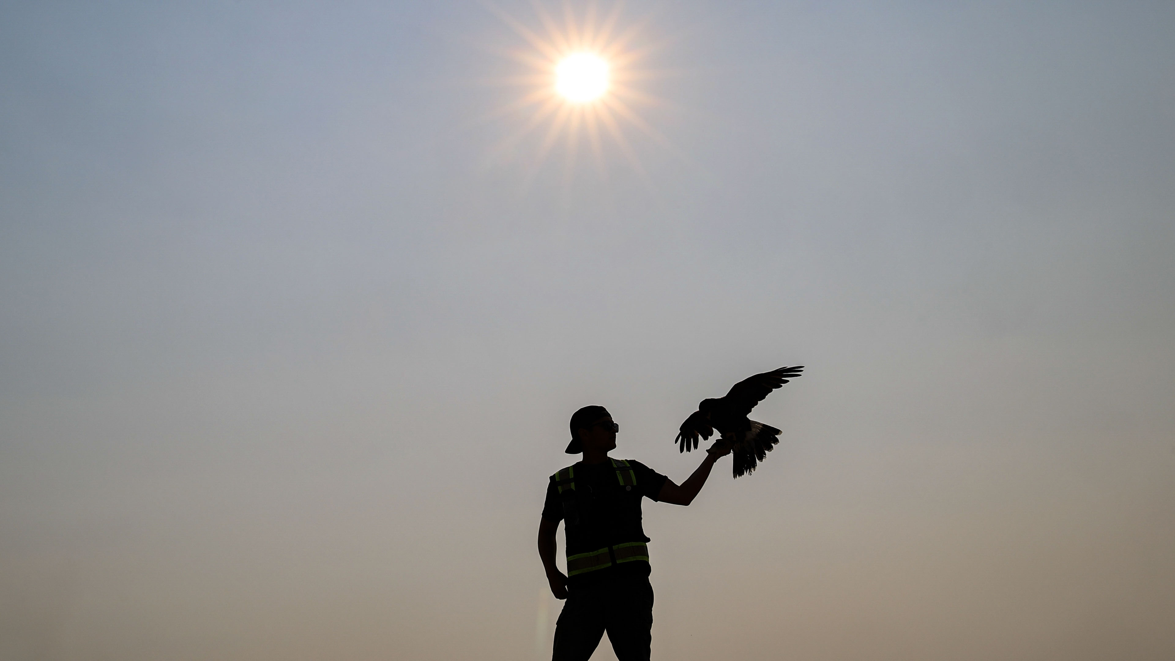 Landfill Falconry
