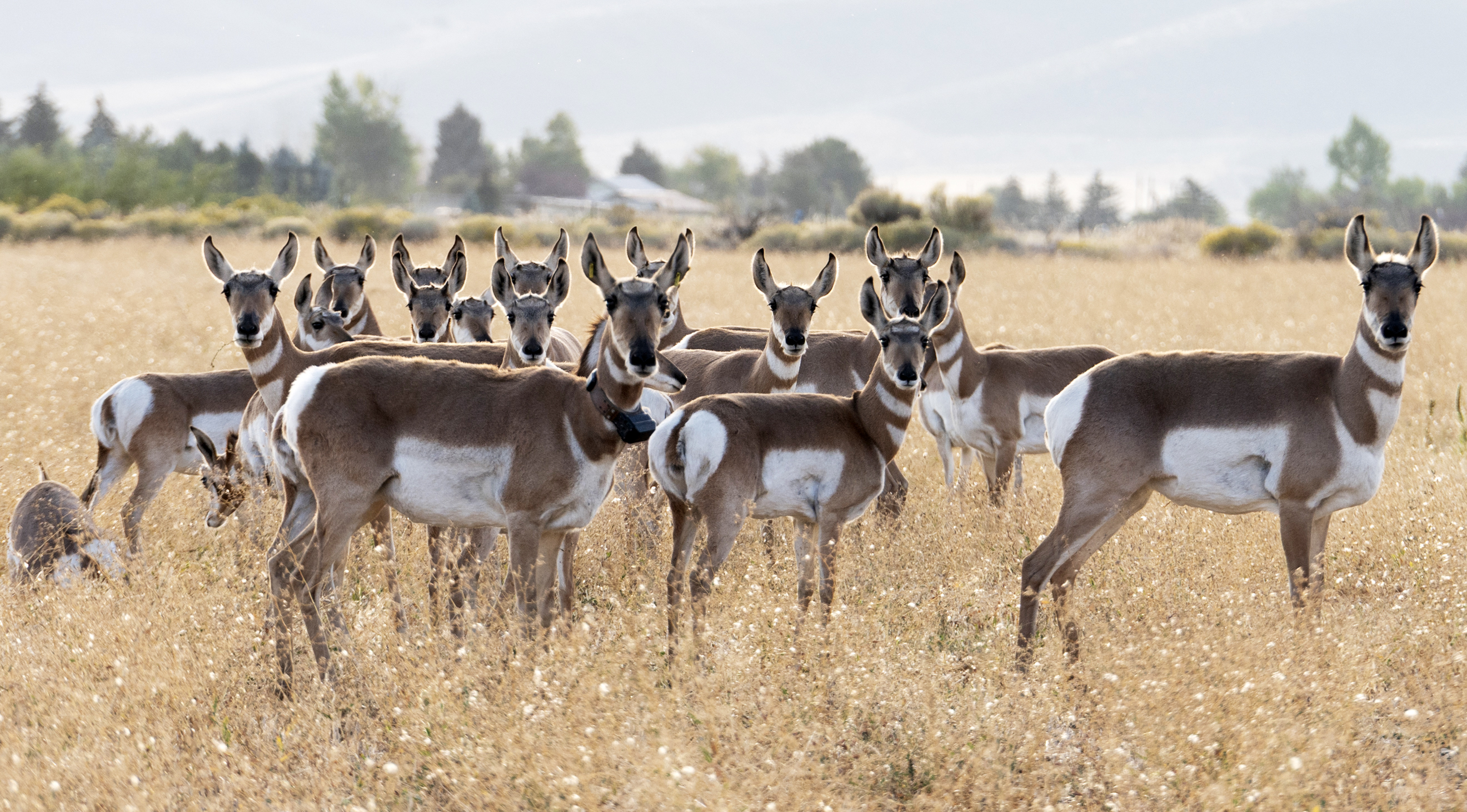 Antelope Family Portrait