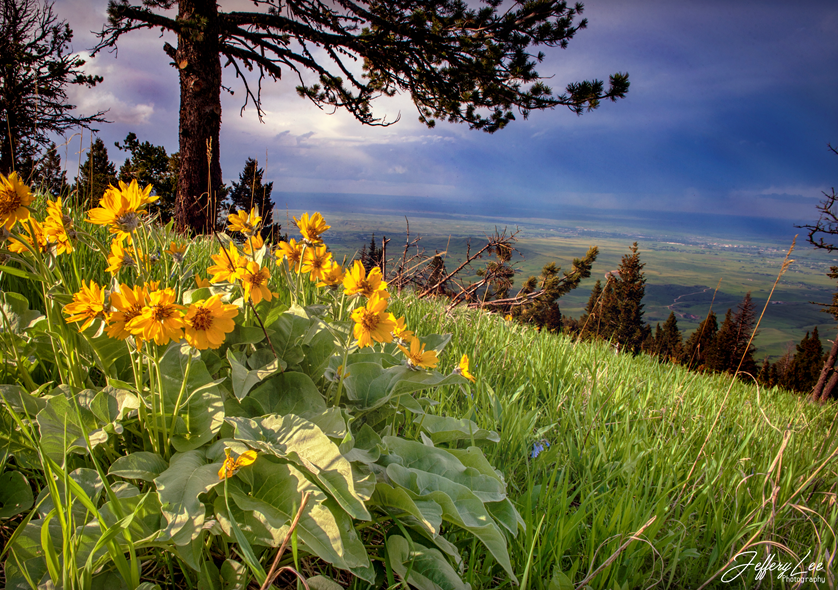 Best Photography Springtime in the Bighorns