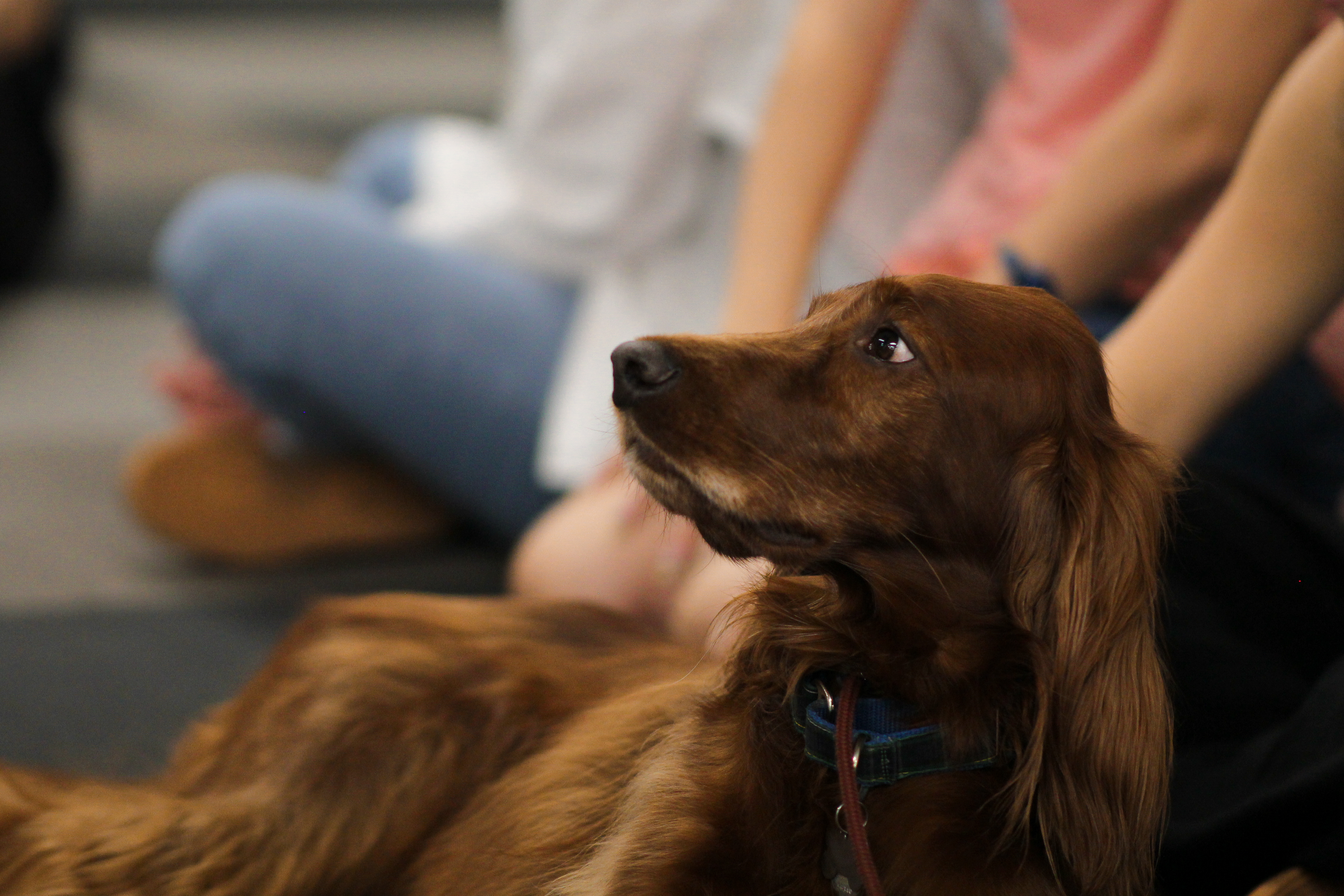 Students enjoy time with therapy dogs during Suicide Prevention Week