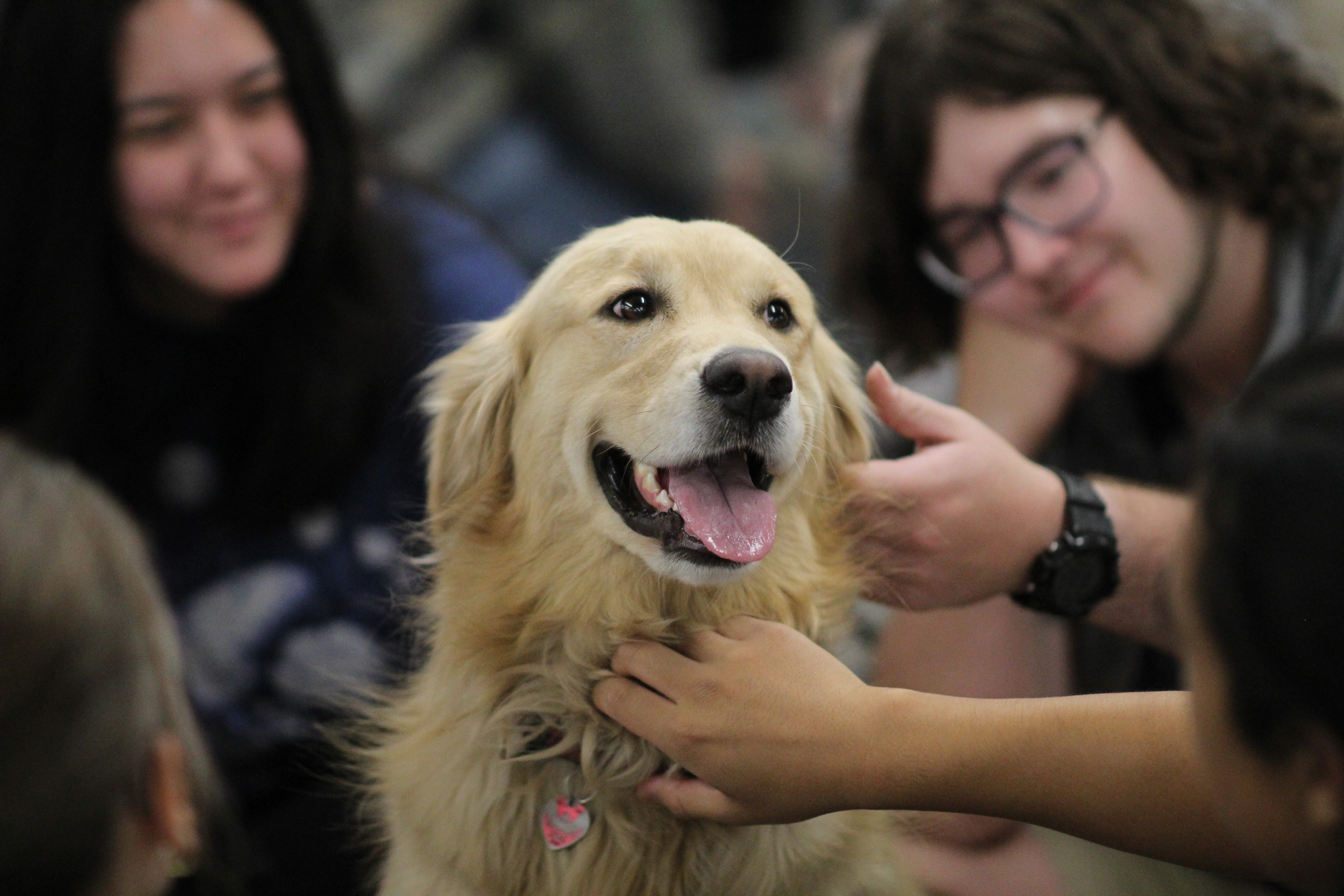 Students enjoy time with therapy dogs during Suicide Prevention Week
